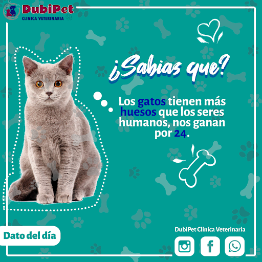 DubiPet Clínica Veterinaria