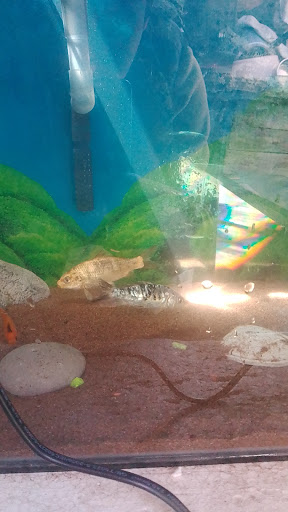 Venta de ajolotes y peces mrk